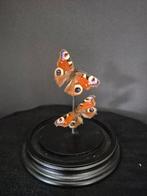 Stolp met Aglais io (dagpauwoog), Ophalen of Verzenden, Nieuw, Insect, Opgezet dier