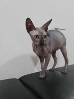 Sphynx kittens – Perfect cadeau voor Kerstmis!, Dieren en Toebehoren, Katten en Kittens | Raskatten | Korthaar, Gechipt, 0 tot 2 jaar