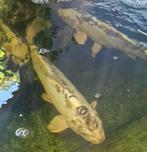 4 Koi Kapers, Dieren en Toebehoren, Karper of Koi