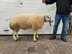 Texelaar dekrammen, Dieren en Toebehoren, Schapen, Geiten en Varkens, Mannelijk, Schaap, 0 tot 2 jaar