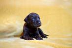 Labmaraner pups, Nederland, CDV (hondenziekte), 8 tot 15 weken, Meerdere