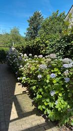 Hortensia gratis af te halen, Tuin en Terras, Planten | Tuinplanten, Ophalen, Zomer, Overige soorten, Halfschaduw