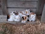 Te koop: 5 lieve kittens, ruim 6 weken oud, Dieren en Toebehoren, Katten en Kittens | Overige Katten, Meerdere dieren, Kortharig
