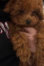 Toy poedel, Poedel, 15 weken tot 1 jaar, Reu, CDV (hondenziekte)