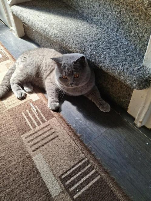 Lieve Britse Korthaarkater – 1 jaar oud, Dieren en Toebehoren, Katten en Kittens | Raskatten | Korthaar, Kater, Ontwormd