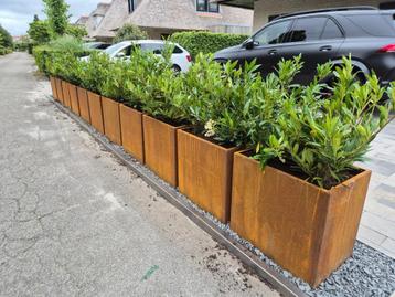 Prunus Otto Luijken laurierkers beschikbaar voor biedingen