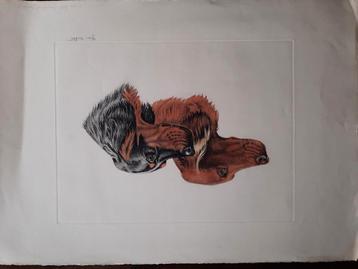 Lito van een gorden setter en een Ierse setter 73 x 58 cm  beschikbaar voor biedingen