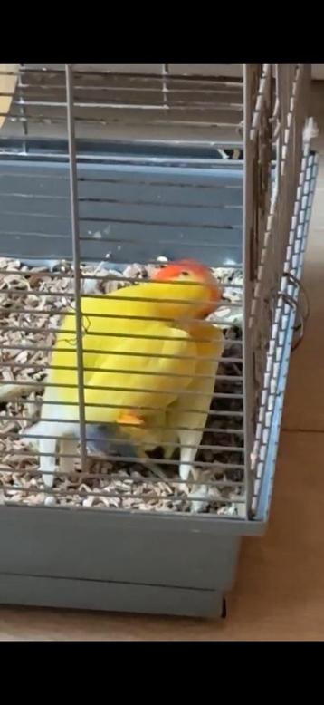 Mooie koppel agapronissen ( bewezen koppel) beschikbaar voor biedingen