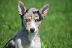 Australische herder kruising husky pups, Dieren en Toebehoren, Honden | Niet-rashonden, België, 8 tot 15 weken, Meerdere, Meerdere dieren