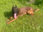 Mechelse herder reu afgerichte politiehond & bewakingshond, Dieren en Toebehoren, Rabiës (hondsdolheid), Reu, Meerdere, 3 tot 5 jaar