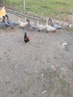 Muskuseenden, Dieren en Toebehoren, Pluimvee, Vrouwelijk, Eend