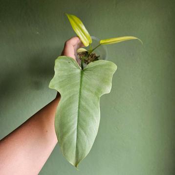 Philodendron Dragon mint in mos beschikbaar voor biedingen