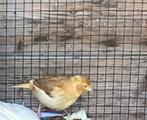 Kanarie, Dieren en Toebehoren, Vogels | Kanaries, Mannelijk