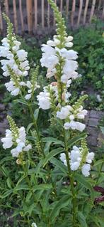 Scharnierbloem wit, Ophalen of Verzenden, Voorjaar, Volle zon, Zaad