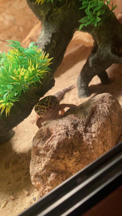 3 gekko’s met terrarium en toebehoren, Dieren en Toebehoren, Reptielen en Amfibieën | Toebehoren, Zo goed als nieuw, Terrarium of Paludarium