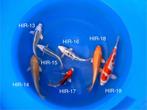 Diverse Japanse koi karper | Koikarpers  | Tosai vissen, Dieren en Toebehoren, Karper of Koi