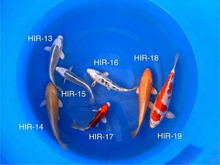 Diverse Japanse koi karper | Koikarpers  | Tosai vissen, Dieren en Toebehoren, Vissen | Vijvervissen, Karper of Koi