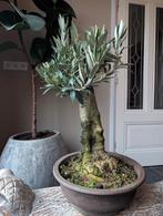 Olea Europaea 'Olijf' Bonsai, Tuin en Terras, Planten | Bomen, Bloeit niet, Overige soorten, Minder dan 100 cm, Ophalen
