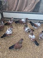 Portogeese Tuimelaars, Dieren en Toebehoren, Vogels | Duiven, Meerdere dieren, Tuimelaar of Roller