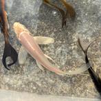 Witte butterfly koi, Karper of Koi