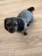 Chica en Perra. (Maltezer), Dieren en Toebehoren, Honden | Chihuahua's en Gezelschapshonden, Maltezer, CDV (hondenziekte), 1 tot 2 jaar