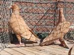 Gele postduiven koppel, Dieren en Toebehoren, Vogels | Duiven, Meerdere dieren, Postduif