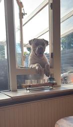 American bully XL: Tickel, België, Particulier, Rabiës (hondsdolheid), 1 tot 2 jaar