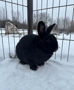 Garnaal zoekt een huisje! (Gecastreerd en Gevaccineerd), Dieren en Toebehoren, Konijnen, Mannelijk, Klein, 0 tot 2 jaar
