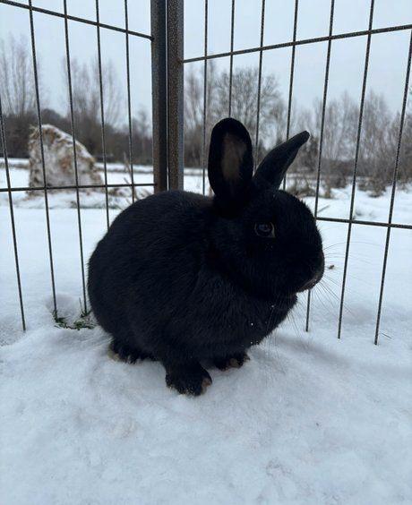 Garnaal zoekt een huisje! (Gecastreerd en Gevaccineerd), Dieren en Toebehoren, Konijnen, Klein, Mannelijk, 0 tot 2 jaar