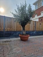 Olijfboom | Olea op stam | AANBIEDING Stam 60/55 cm, Tuin en Terras, Planten | Bomen, In pot, Olijfboom, Zomer, Volle zon