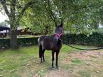 Brave pony te koop, Dieren en Toebehoren, Gechipt, Ruin, Zadelmak, 7 tot 10 jaar