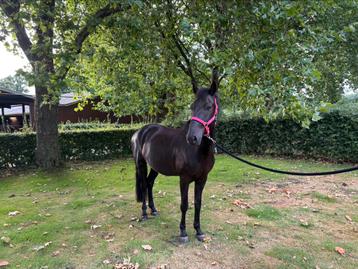 Brave pony te koop beschikbaar voor biedingen