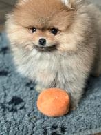 Prachtige Mini Pomeranian Pup, Dieren en Toebehoren, Keeshond, Reu, CDV (hondenziekte), 8 tot 15 weken