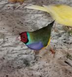 3 mooie gouldamadine mannen 2025, Dieren en Toebehoren, Vogels | Overige Vogels, Mannelijk