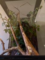 Wandelende Takken (zie beschikbare grootte), Dieren en Toebehoren, Ophalen, Terrarium of Paludarium