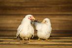 Chabo krielkip | Jonge, kleine kippen | Passend advies!, Dieren en Toebehoren, Pluimvee, Vrouwelijk, Kip