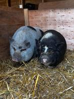 Mini varkens gratis, Dieren en Toebehoren, Schapen, Geiten en Varkens, Vrouwelijk, Varken