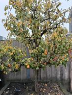 Mooie oude perenboom, Tuin en Terras, Ophalen, Bloeit niet, Halfschaduw, Overige soorten