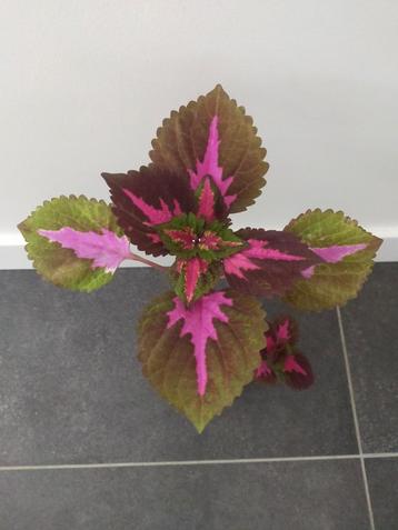 Gratis siernetel plant, kleurrijke kamerplant beschikbaar voor biedingen