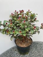 Hypericum magical Hertshooi, Ophalen, Overige soorten, Struik, Minder dan 100 cm