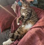 Vermist, kater met drie poten