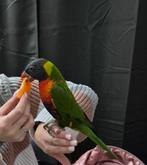 Lori van de blauwe bergen TAM, Dieren en Toebehoren, Vogels | Parkieten en Papegaaien, Mannelijk, Papegaai, Geringd