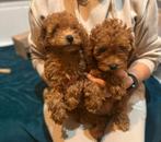 TOY POEDEL, Dieren en Toebehoren, Poedel, Particulier, CDV (hondenziekte), 8 tot 15 weken