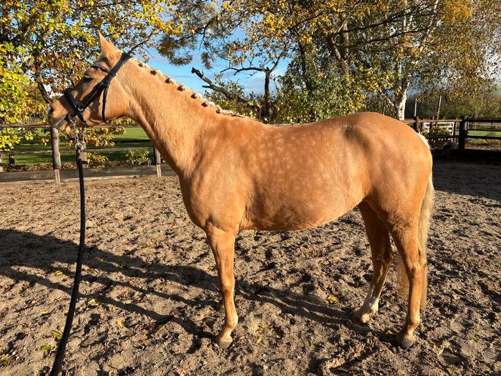 Prachtige 4 jarige D pony, Dieren en Toebehoren, Pony's, Merrie, Zadelmak, D pony (1.37m tot 1.48m), Dressuurpony, 3 tot 6 jaar