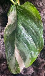 Monstera Lechleriana Variegata #1, Overige soorten, Minder dan 100 cm, Groene kamerplant, Halfschaduw