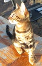 Bengaal/Bengaalse kitten, prachtig poesje met stamboom, Poes, Gechipt, 0 tot 2 jaar