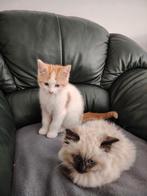 Lieve ragdoll katertjes, Dieren en Toebehoren, Katten en Kittens | Raskatten | Korthaar, Kater, Ontwormd, 0 tot 2 jaar