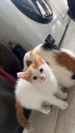 Lief kitten  😸, Poes