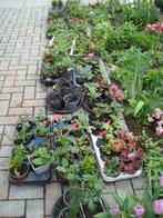 vaste planten, Tuin en Terras, Planten | Tuinplanten, Zomer, Vaste plant, Ophalen of Verzenden, Overige soorten