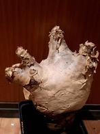 Cyphostemma uter, caudex plant, succulent, houseplant, Verzenden, Halfschaduw, Minder dan 100 cm